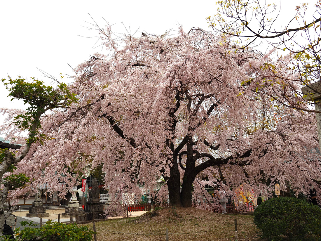 Sakura Season in Japan — A Moment Worth Stopping For